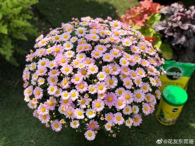 春天:20种春天爆盆花,阳台养一盆,天一暖和就开爆!