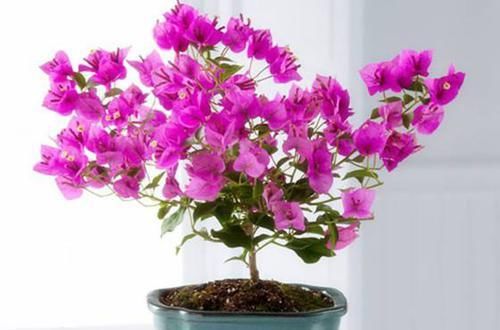  #艳丽#三角梅又叫叶子花，颜色艳丽，花期较长，三角梅养护要注意什么？