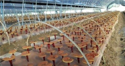 农民种植“仙草”，亩产3000斤，每斤15元