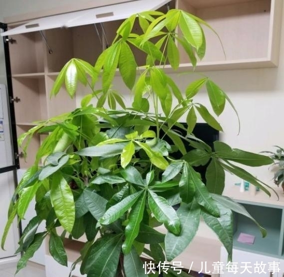  【黄叶】发财树就是这么好养，只需4步，枝叶繁茂，再也不黄叶烂根
