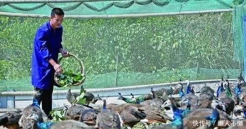  【试试】2020年！在农村养什么最赚钱？老农：试试这三个前景广阔的市场