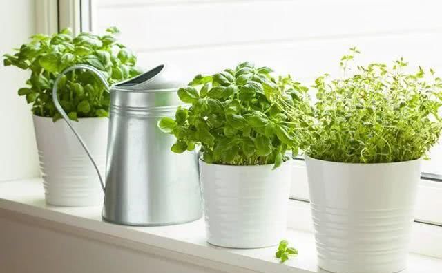  『植物是否』家中有孩子的留意了！这几类常见植物有害，千万不要养