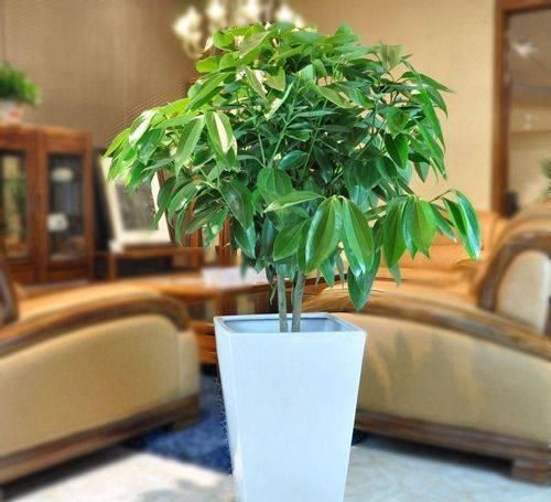  『着薄薄』在家中养这几种植物，不仅美观，而且还可以去除异味！
