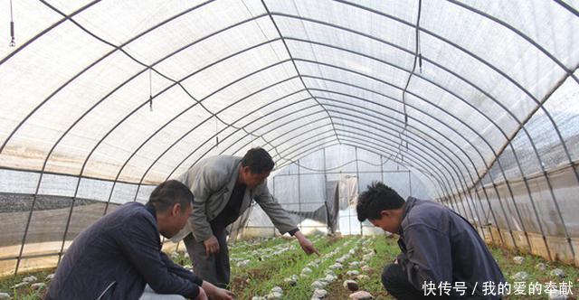  人工种植@它被称“陆地鱼”，生命力很顽强？只是太过珍贵，市场