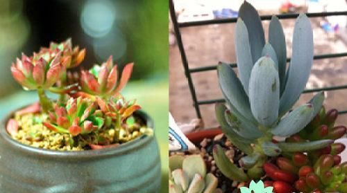  #植物#多肉植物怎么养,如何养多肉植物
