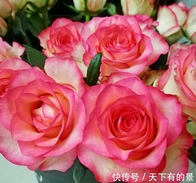 『机器』3种花开花能力强易爆盆,被称为“开花机器”,好养易活颜色鲜艳