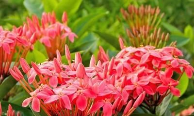  『控制』控制花期的常用技术有哪些？