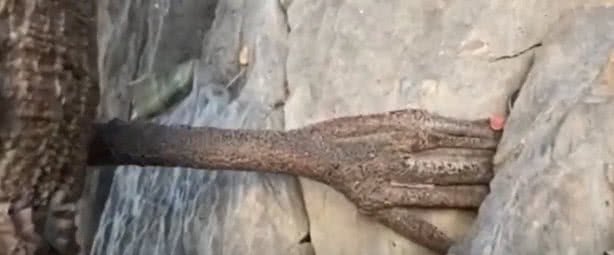 千年菩提树腰竟上长出一只手，扒住悬崖峭壁，引无数僧人朝拜