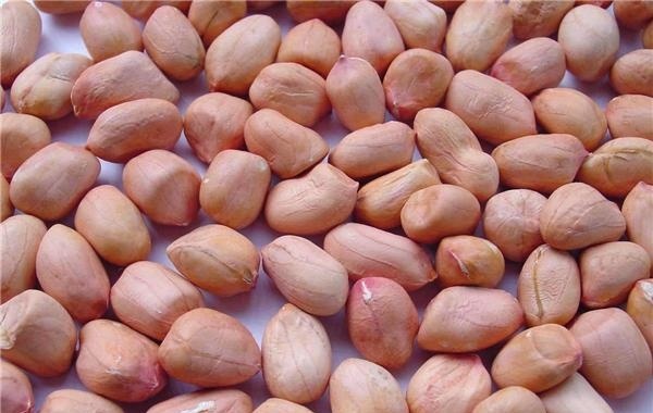  [花生地]农村播种花生，要在地里放碎酒瓶？不是碎酒瓶是酒瓶，