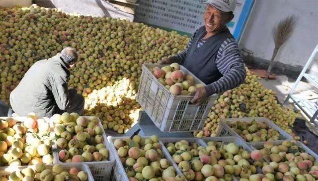  [眼神]冬桃旺季遭压价，1元一斤卖不掉，过去卖8块，农民的眼神