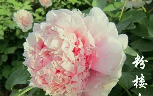  『牡丹』芍药和牡丹的区别图,看懂图就能轻松区分出来!