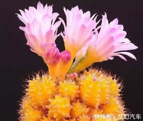  [鲜花美景]第一次见这么美的仙人掌花！大开眼界！