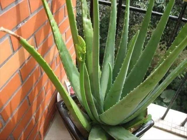  『品种』芦荟的品种有很多，“5种”常见芦荟，作用很大，还能用来美容