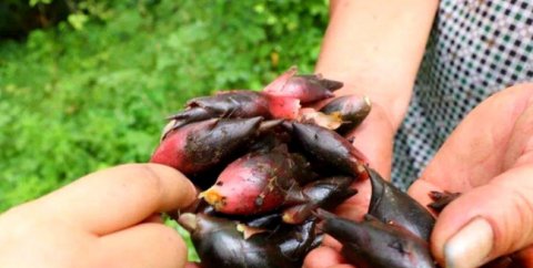  #洋火#乡下一种植物，人称“洋火姜”，村民都是夏天必备之物