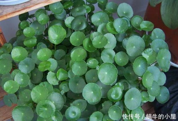  【寓意】春天养花添新株，当盆栽4种花卉，寓意好、株型美又好养活