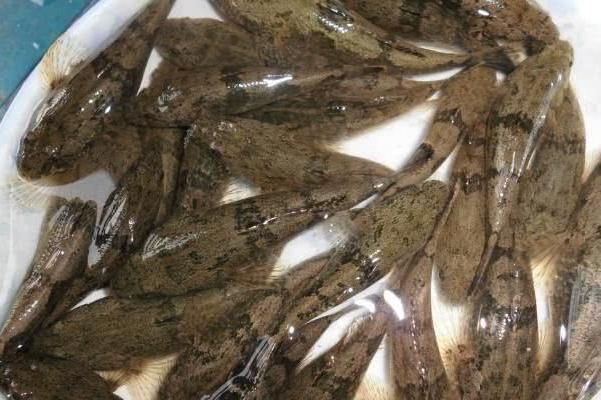 这鱼长得像财鱼，曾因长相丑被嫌弃，如今吃货快要把吃灭绝