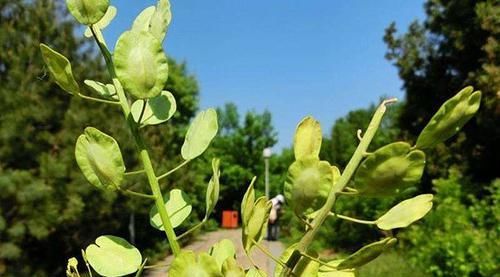  当害：麦田里的野草，过去农民当害草，如今成为上等野菜，一斤卖到20元