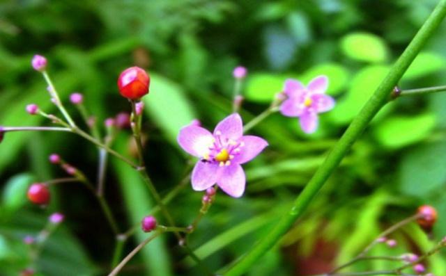 农村这种野草被称“土人参”，根部非常珍贵，你有没有见过