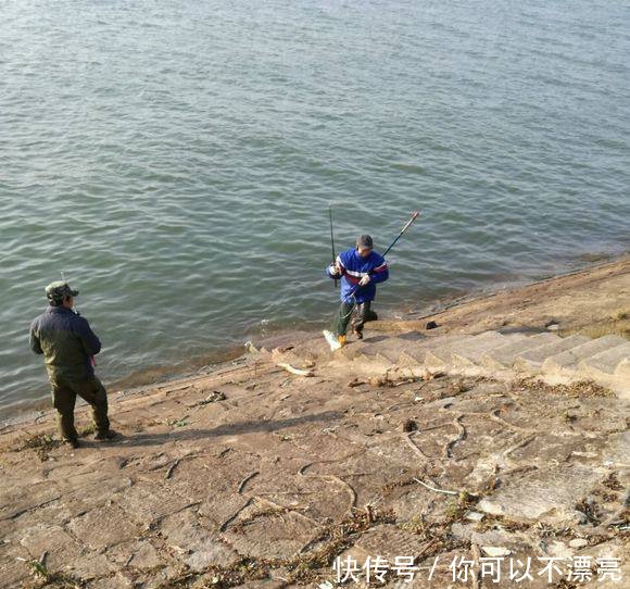 黄河现怪鱼群，疑似入侵鱼，实是消失多年的裸鲤，再现因黄河变清