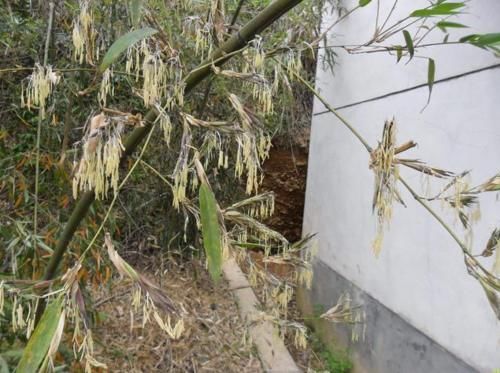  「竹子开花」农村老人常说“竹子开花马上搬家”是什么意思？这