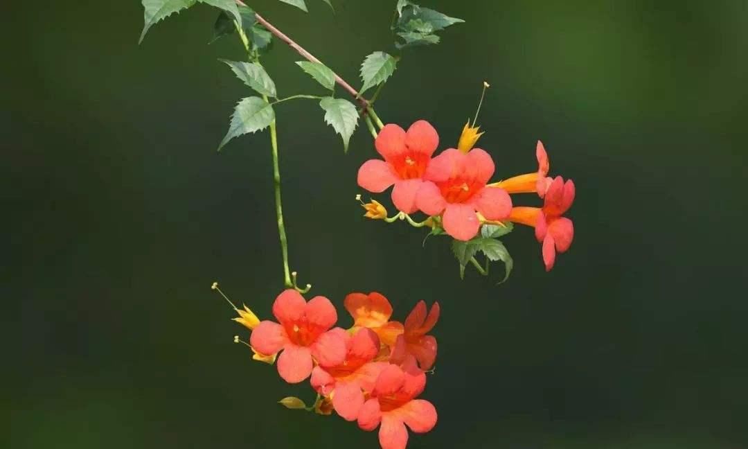  『凌霄花』院子养花千万别错过此花，不仅好看还好闻，一眼望去就是彩色花海