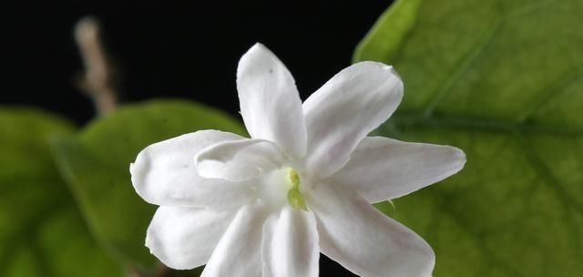  『光照』养茉莉花，要做好这“3要素”，才能枝繁叶茂，满树花苞