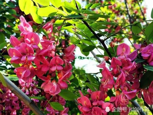  「宛如」一年一度槐花开，紫槐更比洋槐美，宛如紫葡挂满枝