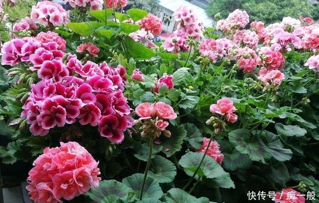  美景■几种小花别小看，一直开花6个月，春天到秋天都能赏到美景