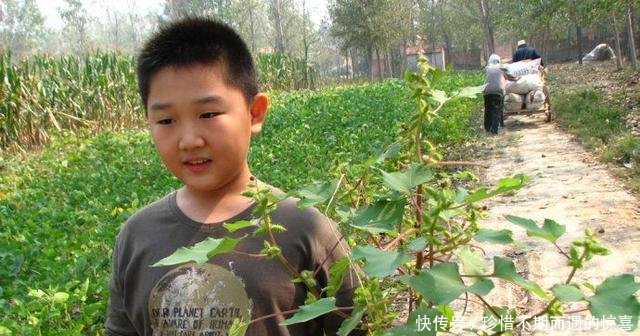 农村这“粘人草”，农民见了就砍，殊不知是治鼻炎良药