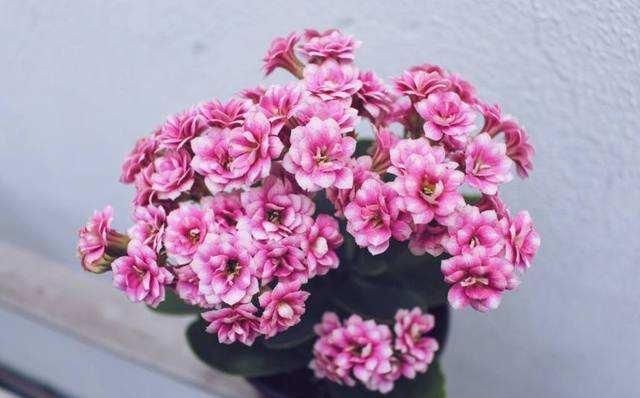  【友养】老花友养长寿花多年，分享几个技巧，照着做，长势旺年年开花不断