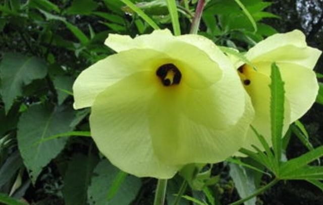  『种植』这种芙蓉可以吃也可以欣赏