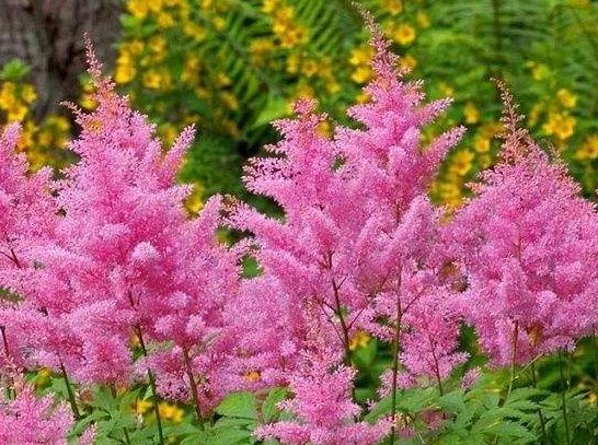  【养护】这些花放阳台，漂亮又好养，晒晒就爆盆，花开繁盛惹人爱，美爆了