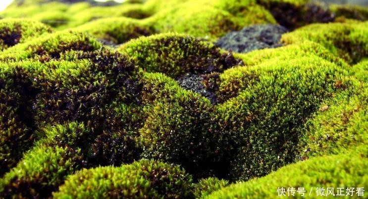 『呵护』苔藓地表塑型师,可萌呵护母爱语