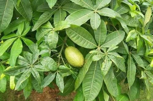  「种子」发财树能开花，还能结“果子”，果子像柠檬，能见到真“幸运”