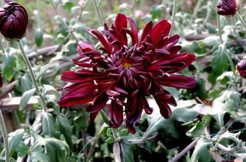 #玫瑰#喜欢玫瑰,不如养盆“珍稀名菊”墨菊,花色如墨,冷酷高贵,真美
