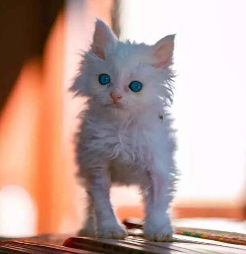  [生活]阿姨捡了一只流浪猫，洗澡后被猫咪颜值惊艳这么漂亮还有人扔