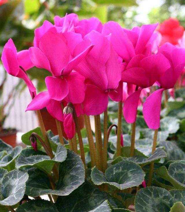  富贵：花开富贵喜庆红花，过年养这4种“好运花”，红红火火过大年！