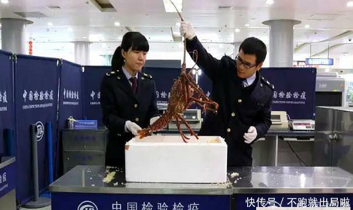 游客携带6斤多重的澳洲大龙虾入境，花了500欧元，却被截获没收？