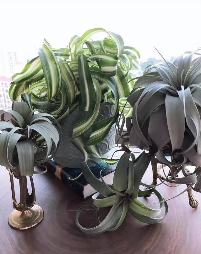  [植物]吊兰的植物美学：这几款美美的吊兰，你最爱哪一款？