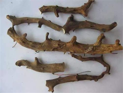 农村植物“穿龙薯”，在野外不好找，价值珍贵，对腰腿痛有大帮助