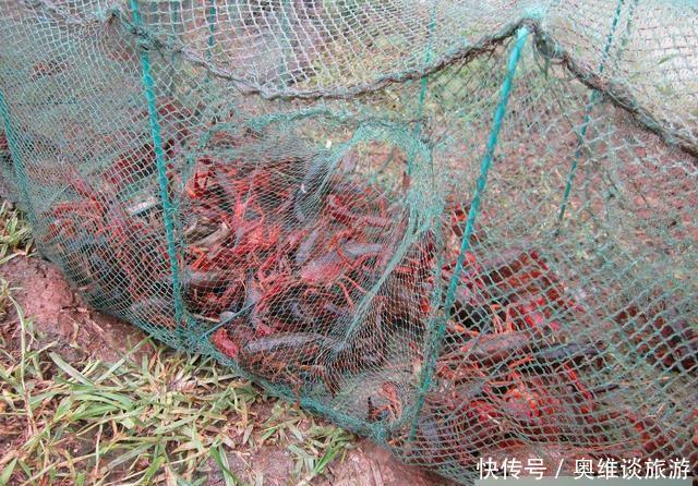 江苏盱眙和湖北潜江, 谁才是中国小龙虾第一县