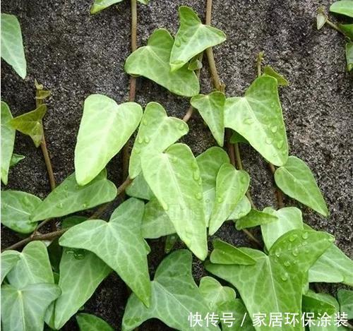  「中华常春」12种常春藤，每种都这么美，必须养一盆！