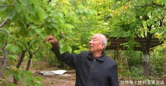  收益|农村人构想果树下养土鸡，你见过这种养殖方式吗，真的有收益吗？