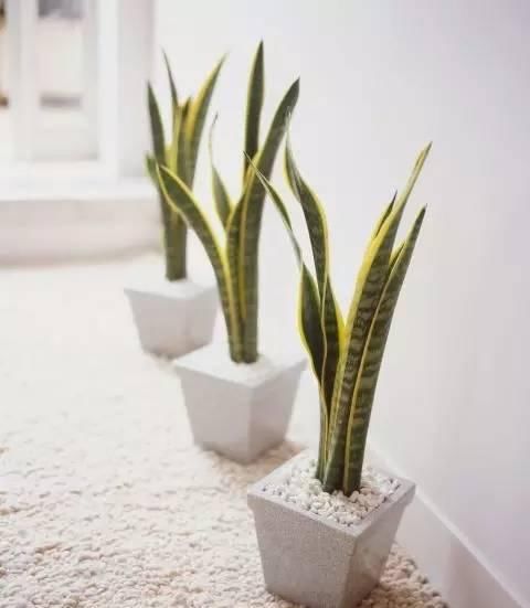  『植物』远离植物杀手，你需要这12种植物