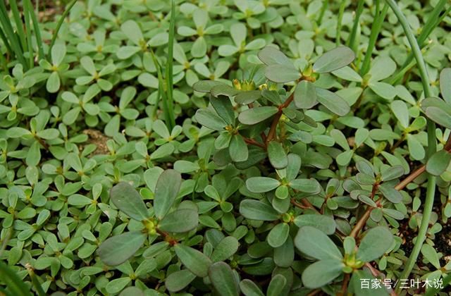 在农村一种常见的野草，农村没人要，在城里却成高级货