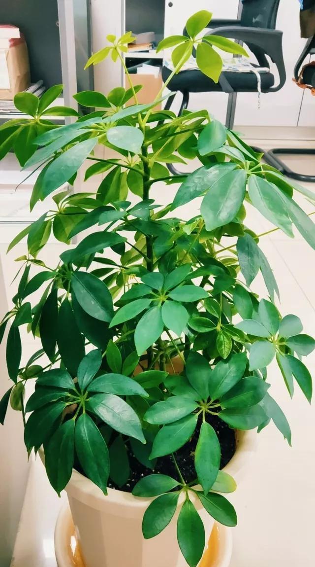  『花钱买』养花技巧：最难养的3种花，扦插100%活，下次别再花钱买啦