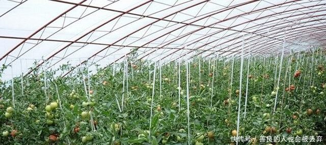 农民利用大棚种它，亩产三万斤，种子四毛一粒