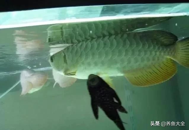  「漂亮」这么漂亮的龙池，竟然用3个垃圾桶做过滤？