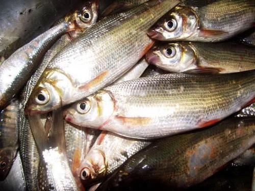  nbbrs_此鱼2两左右的最好吃，嘴巴属于天包地，非常考验钓鱼人的技术