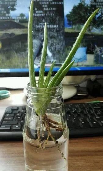  植物：水里还能养芦荟 简单几步 土培变水培